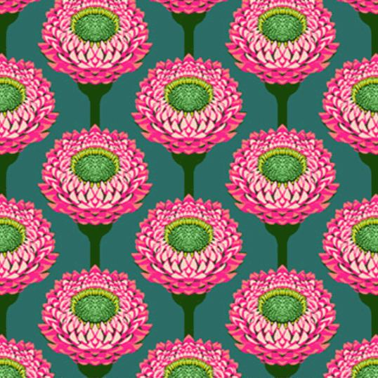 Iconic by Anna Maria vibrant pink Strawflower fabric pattern on dark green background from Northcott Fabrics collection